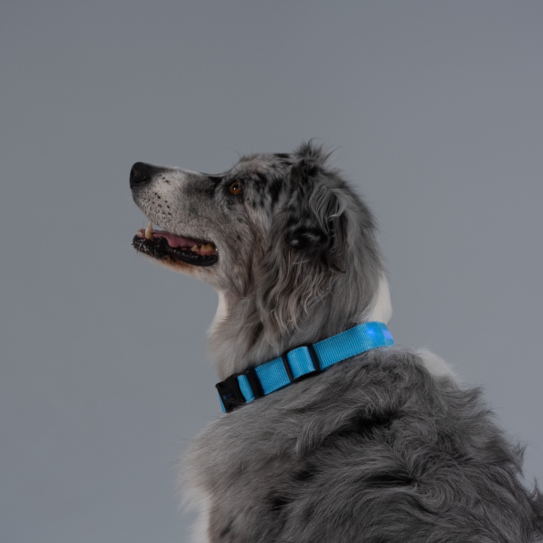 Leuchtendes Halsband