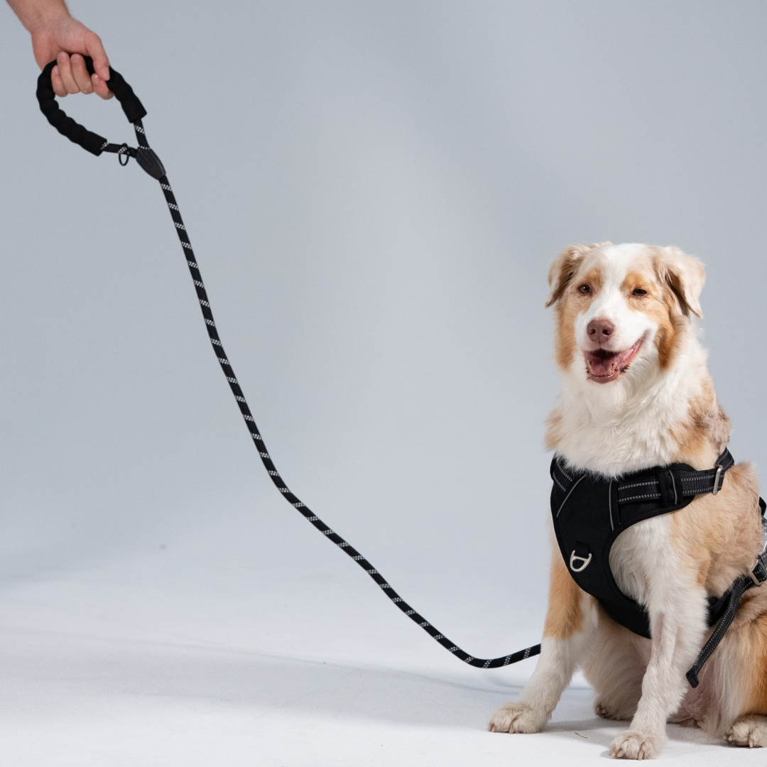 Reflektierende Hundeleine + Hundegeschirr (SET)