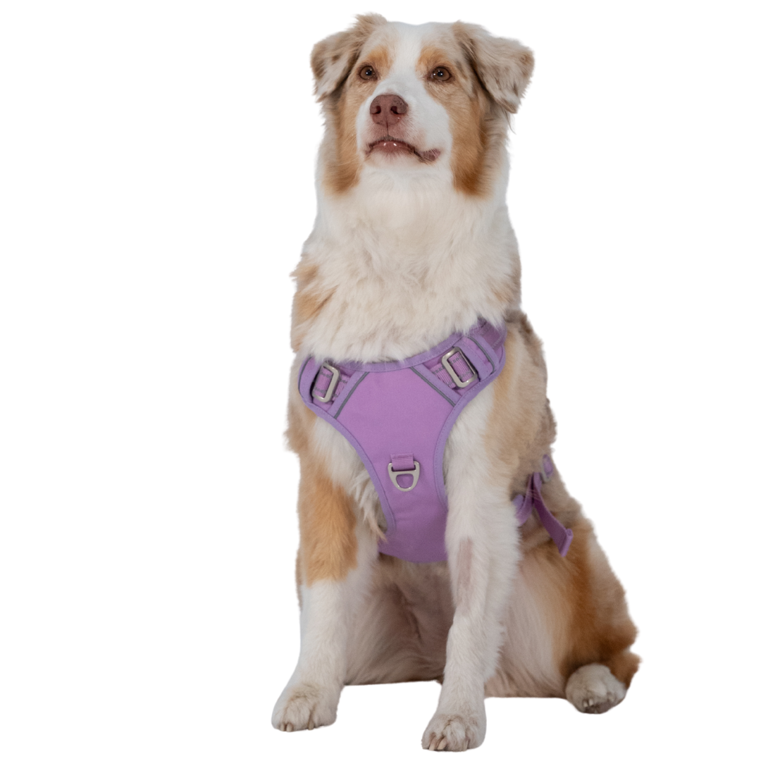 Premium Hundegeschirr